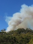 Smoke from what seems a number of small Eucalyptus bushfires rise behind a hill crested with Australia's iconic tree.